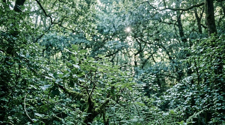 Welcome to The One for Nature